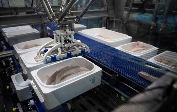 robobatcher-box-fixed-weight-packing-of-white-fish-into-polystyrene-boxes